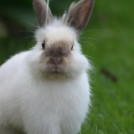 Casinha Hortensias شقة *