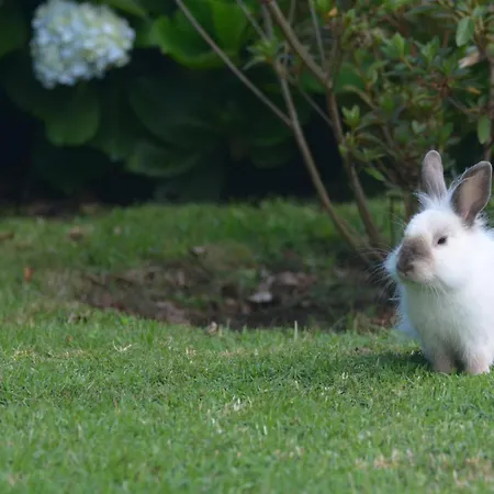 Casinha Hortensias شقة