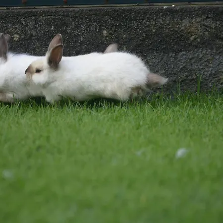 Casinha Hortensias شقة *