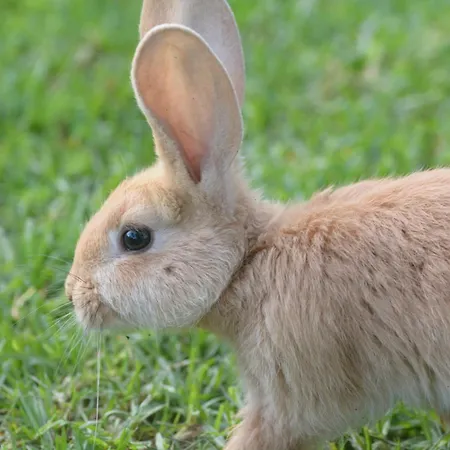 Casinha Hortensias شقة أورتا