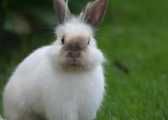 Casinha Hortensias Apartamento *