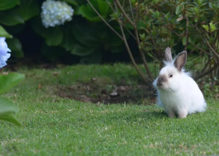 Casinha Hortensias Apartamento