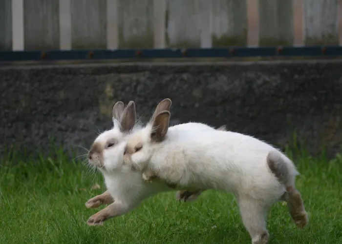 Apartamento Casinha Hortensias