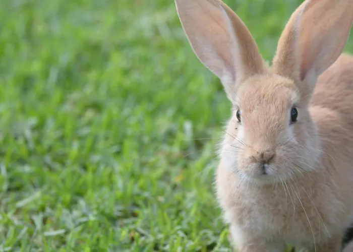 Casinha Hortensias Apartamento Horta (Azores)