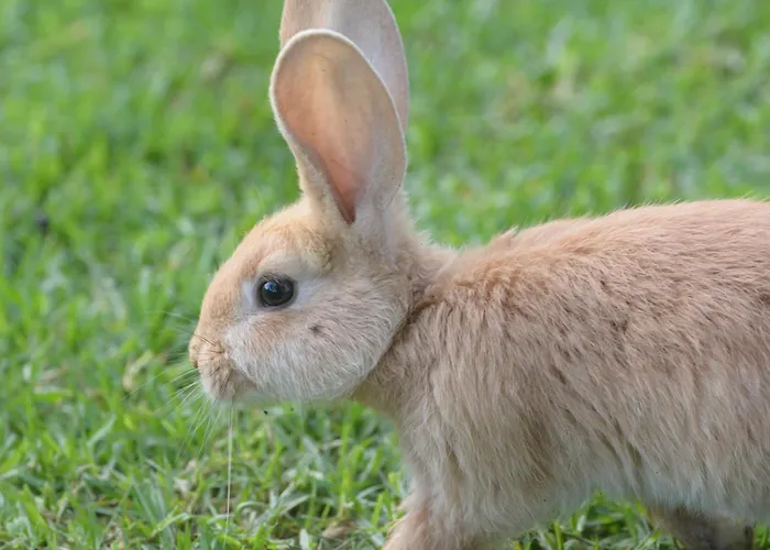 Casinha Hortensias Apartamento Horta (Azores)