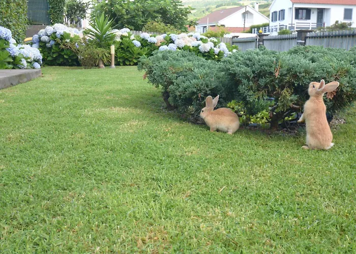 Apartamento Casinha Hortensias Horta (Azores)