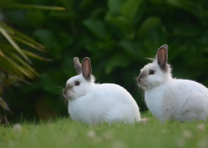 Casinha Hortensias * Horta (Azores)
