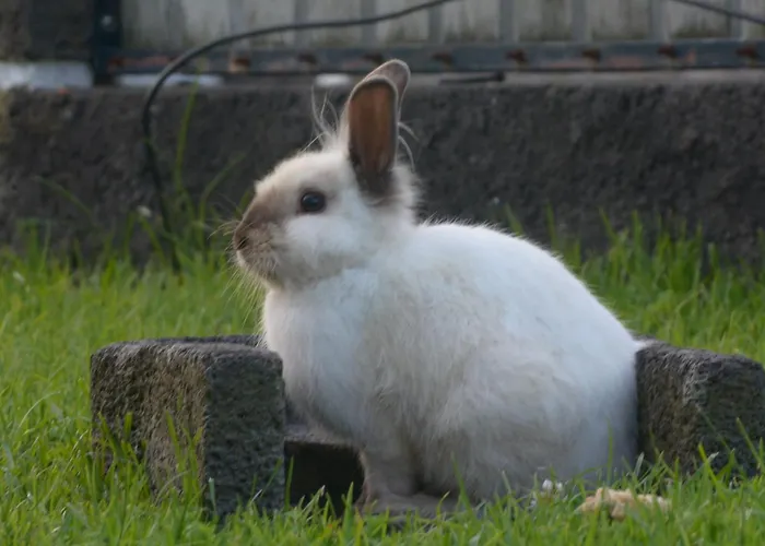 Casinha Hortensias Apartamento
