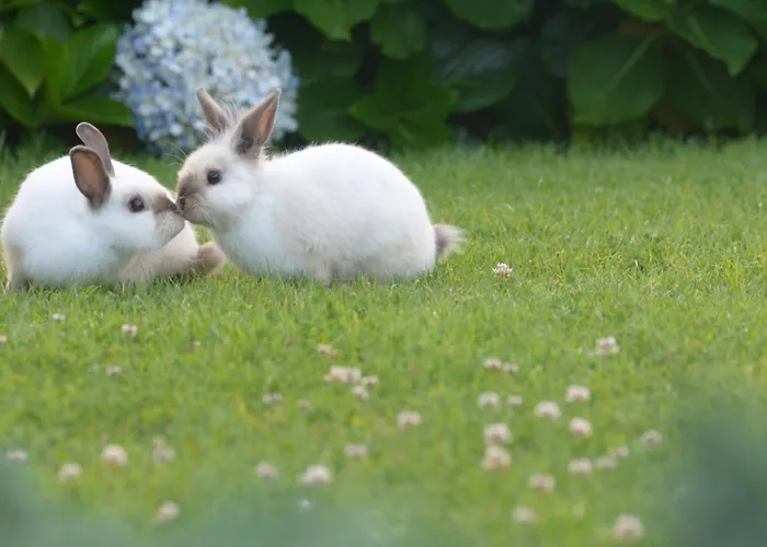 Casinha Hortensias *